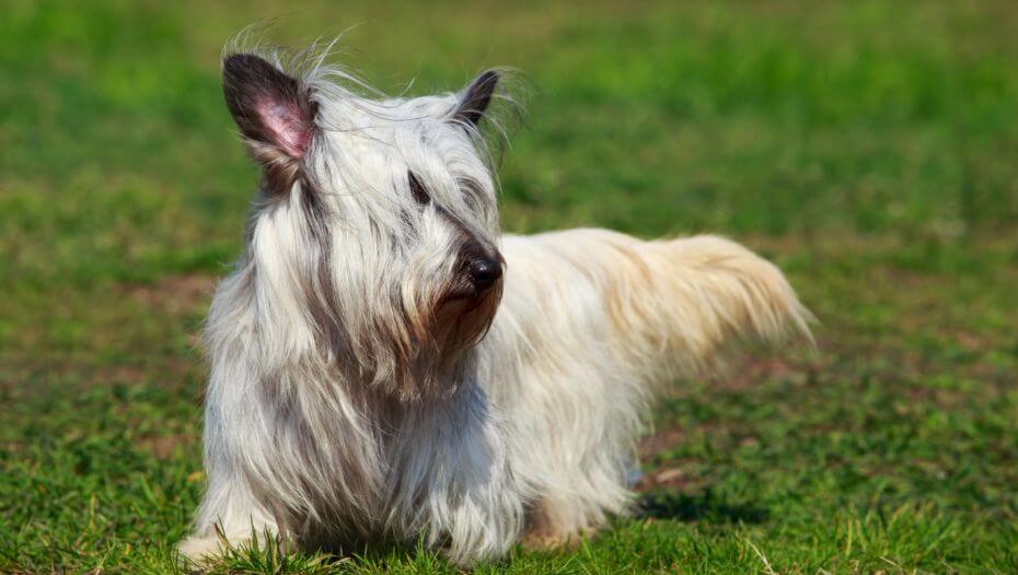 Skye Terrier Dog Breed Information Purina